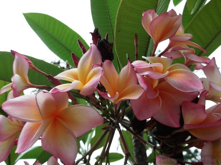 Plumeria