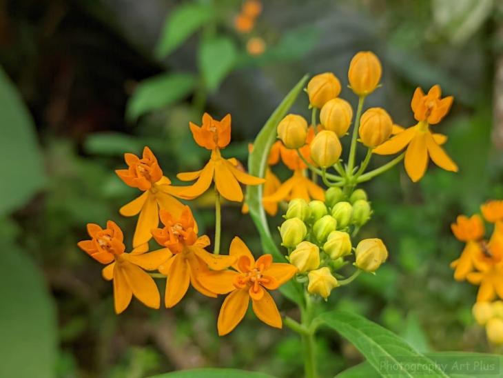 Wild orange flowers