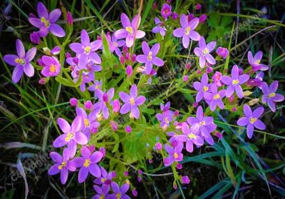 (PHOTOGRAPH) (TITLE) (Purple Stars) (PHOTOGRAPHER) (GOFF JAMES) (COLOUR PHOTO) (Flower PHOTOGRAPHY)