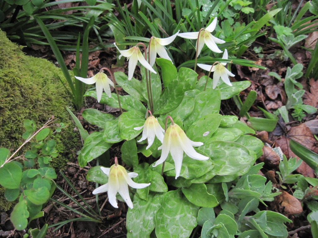 Erythronium oregonum at foot of Garry Oak April 2023