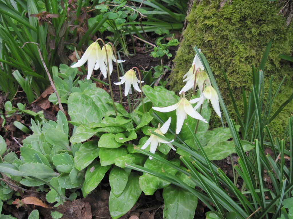 Erythronium oregonum at foot of Garry Oak April 2023