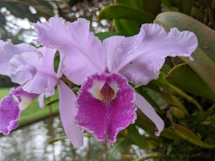 Cattleya