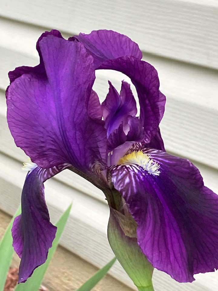 Purple Iris