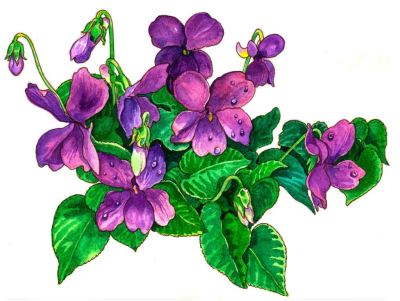 (PAINTING) (TITLE) (VIOLET BUNNY) (ARTIST) WENDY EDELSON) (POEM) (TITLE) (THE VIOLET) (THE VIRGIN) (POET) (HENRY HAWKINS)