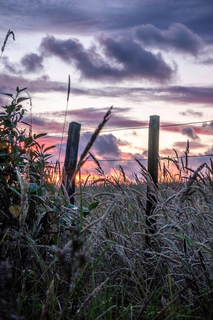 A serene sunrise over a field, with grass and plants in the foreground and silhouetted fence posts against a colorful sky.
